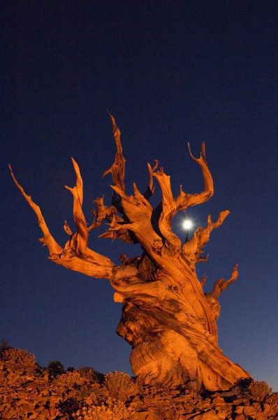 CA, White Mts, Moon and bristlecone pine tree